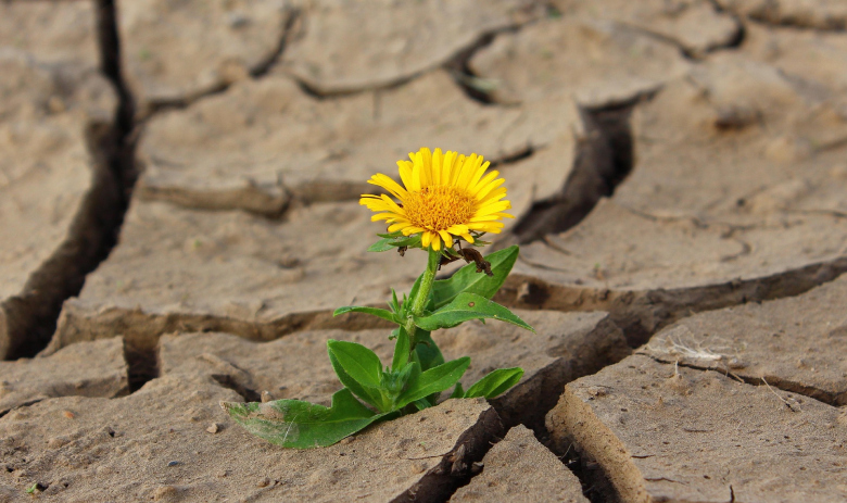 Eine gelbe Blume wächst aus dürrer, zerrissener Erde.