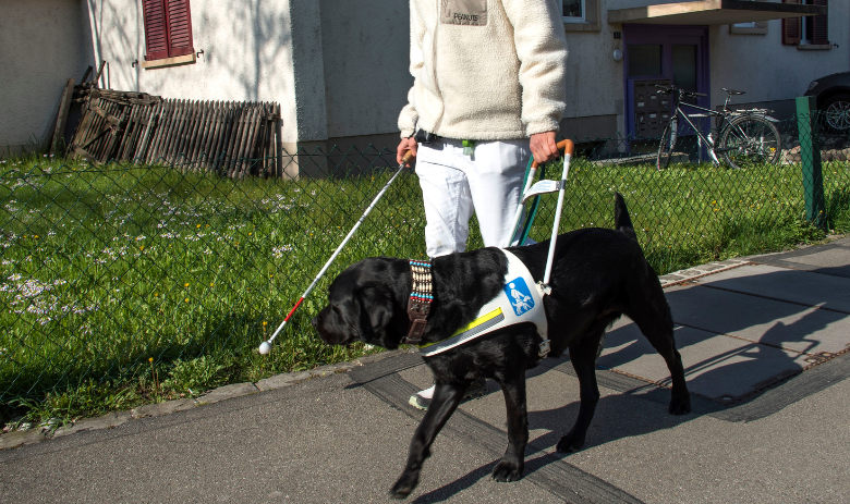 Blindenführhund Ein Blindenführhund unterwegs mit seinem Besitzer.